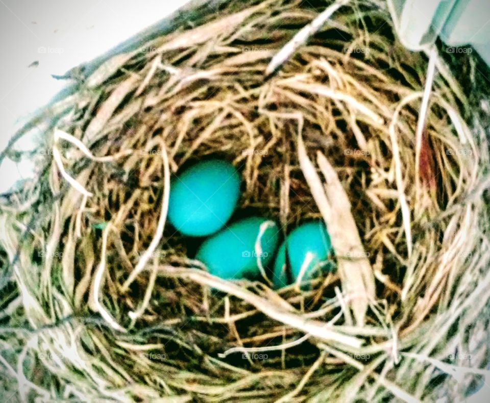 Blue Bird Eggs in nest.