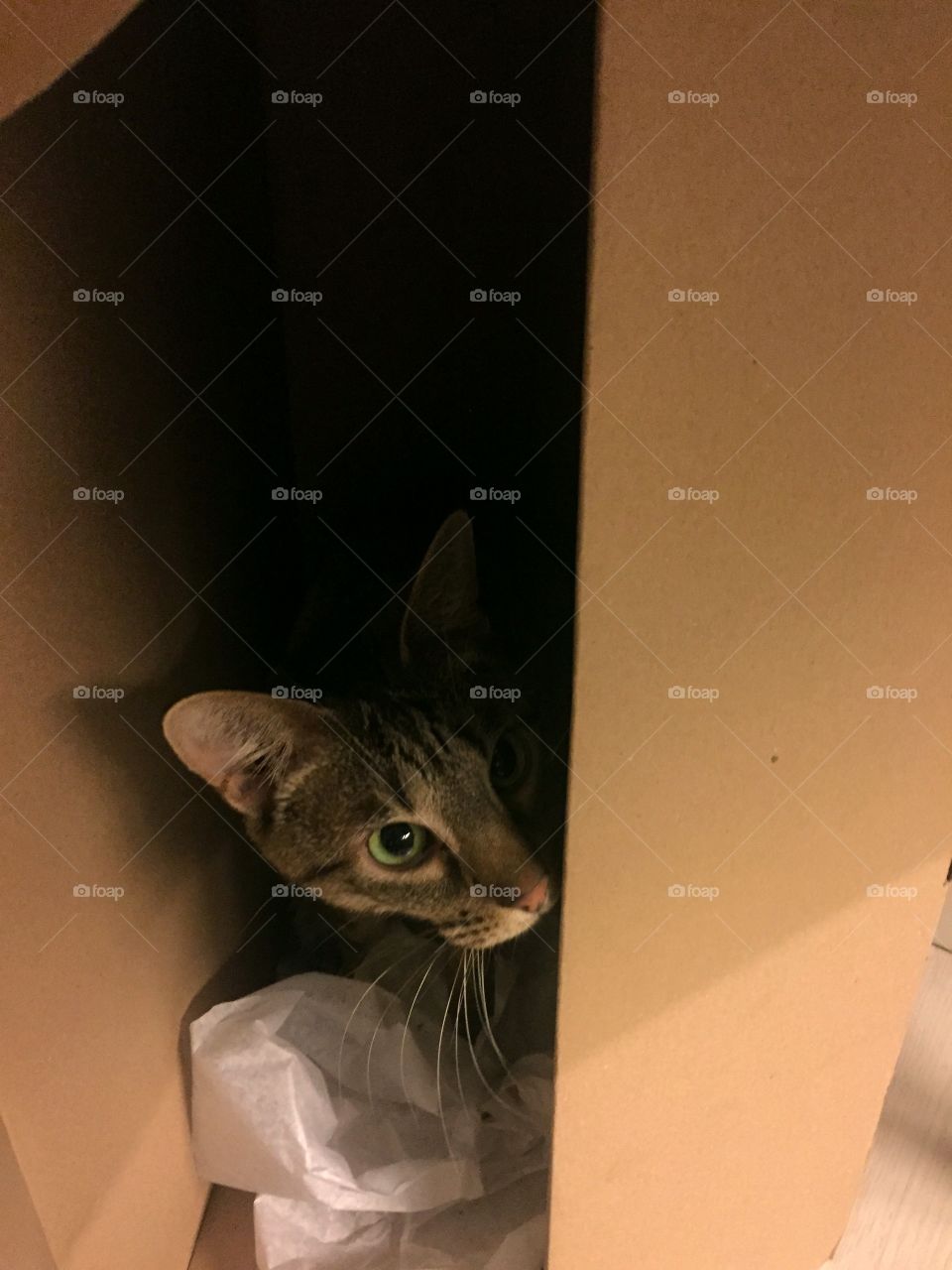 Cardboard box cat