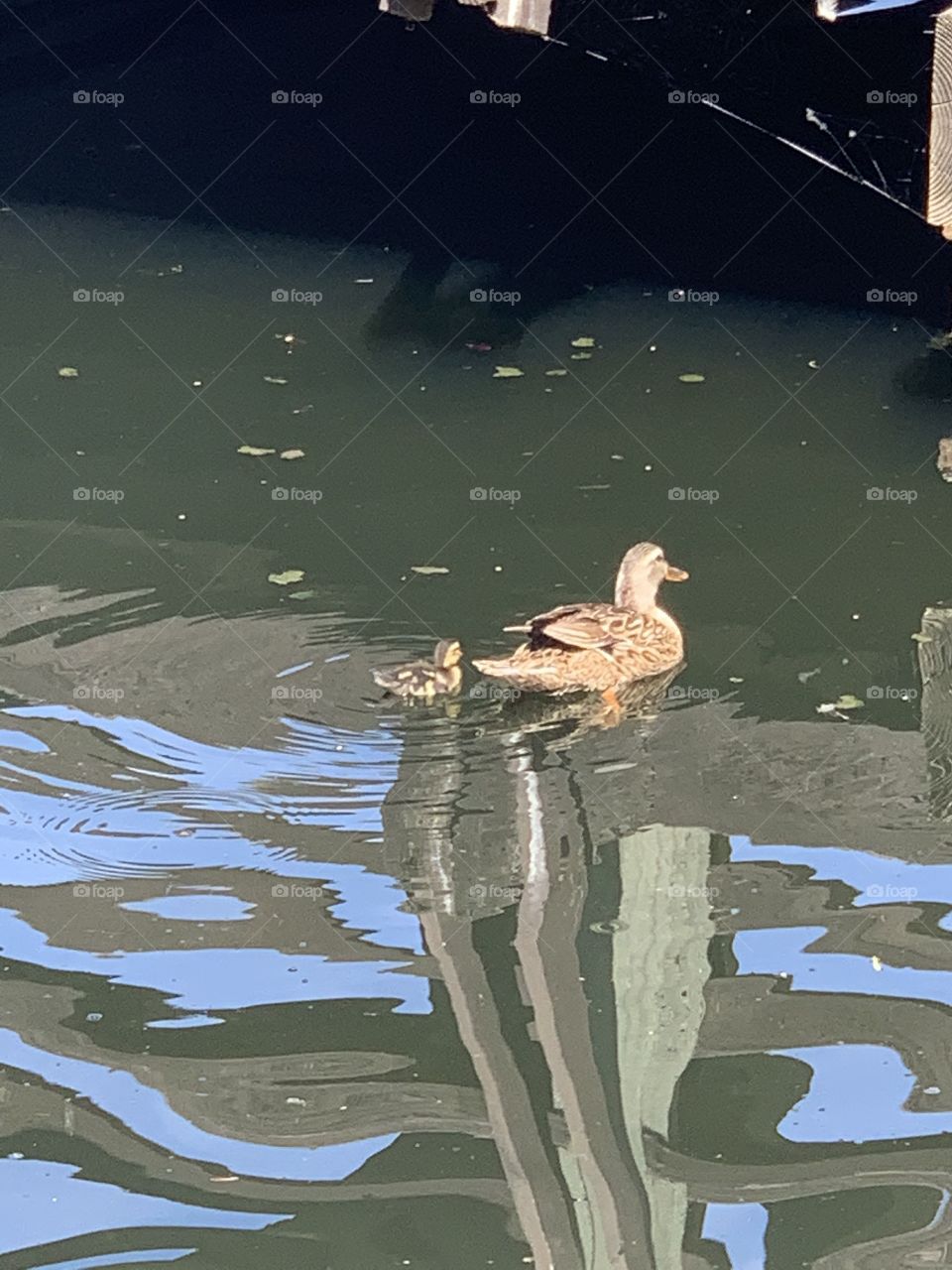 Duckling and mother duck