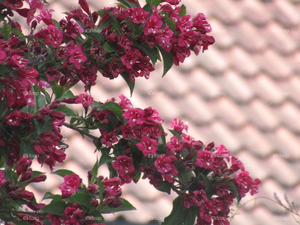 Weigela flowering shrub