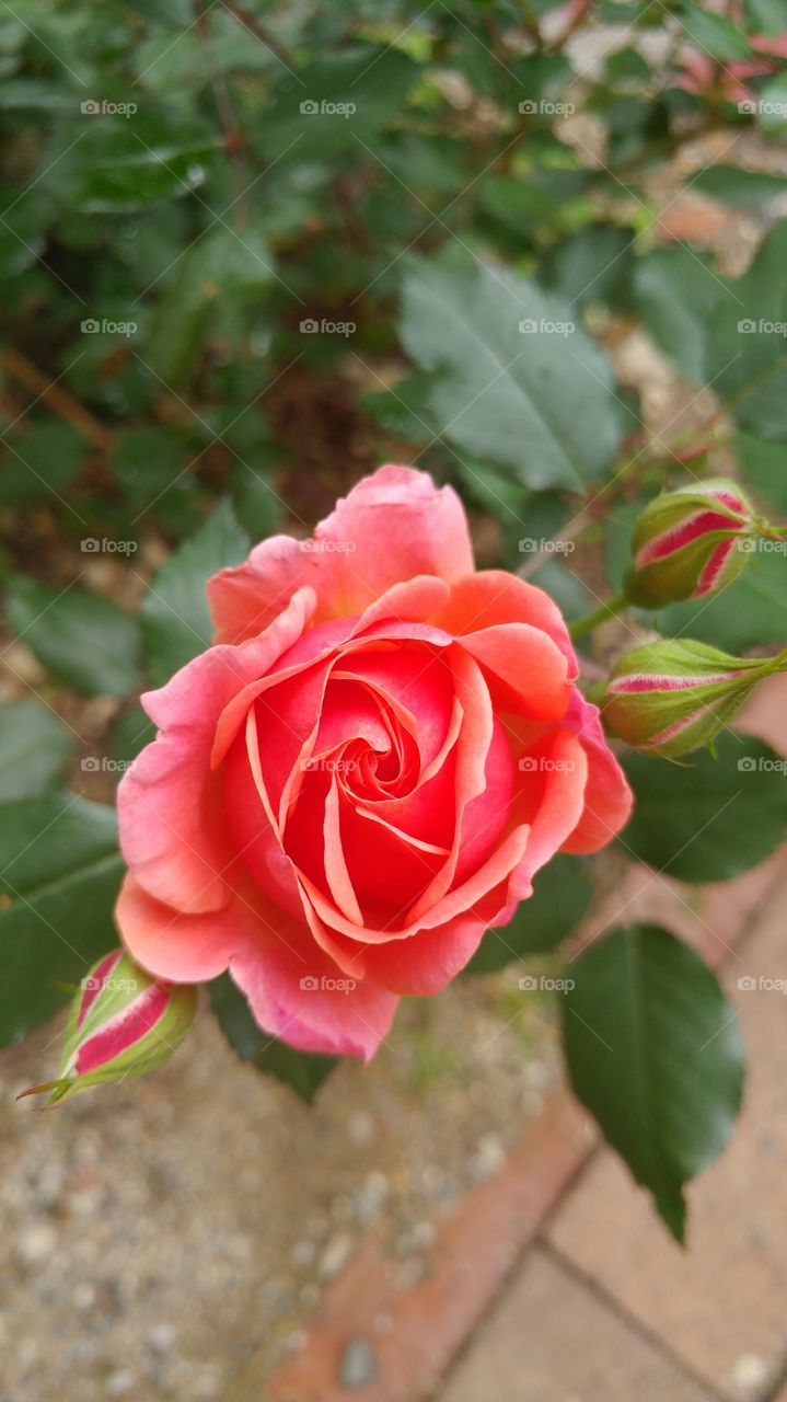 Rose, Flower, Leaf, Nature, Flora