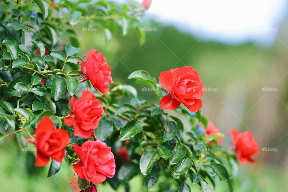 Red roses blooming in the backyard garden, countryside. 