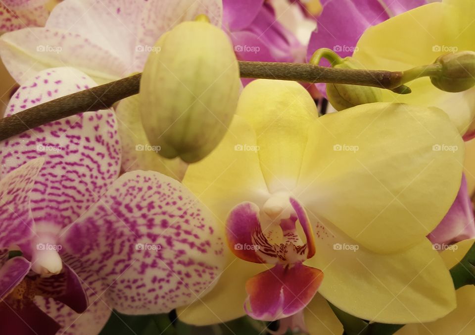 orchid