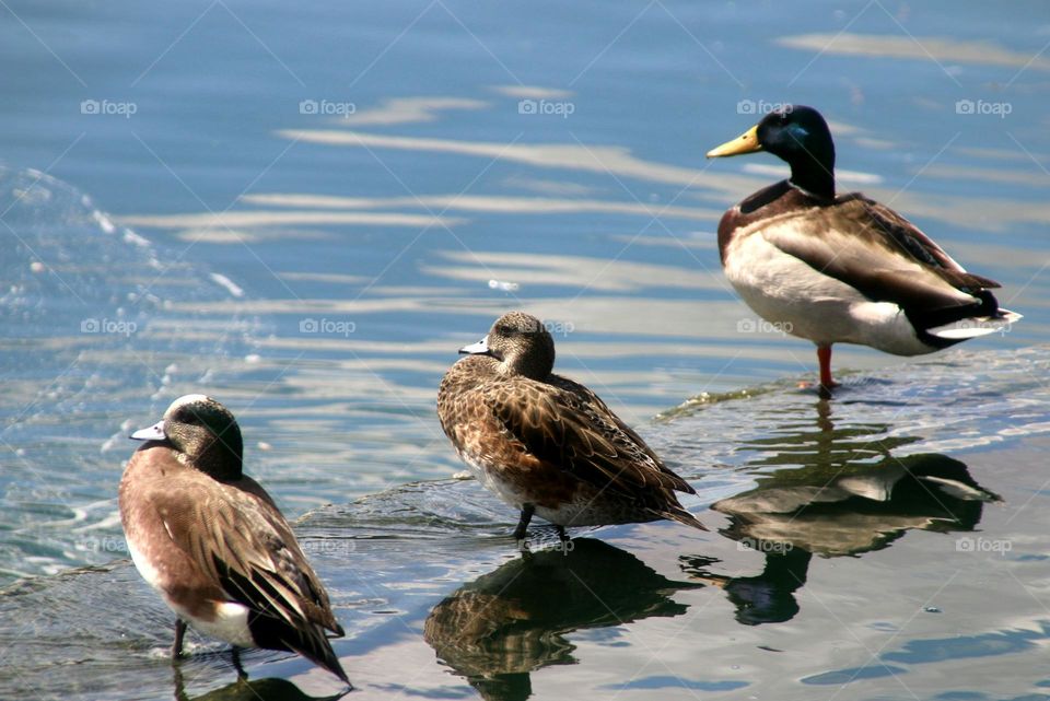 Three Ducks on the Shore