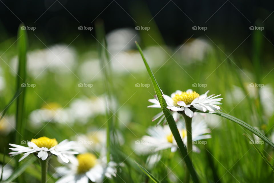 daisies