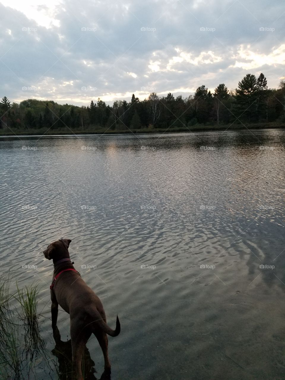 dog overlooking quiet lake at sunset