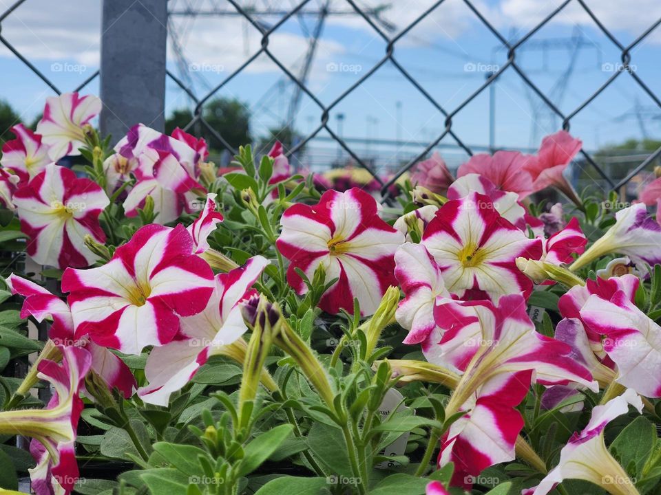 pink and white striped Petunia flowers against metal link background