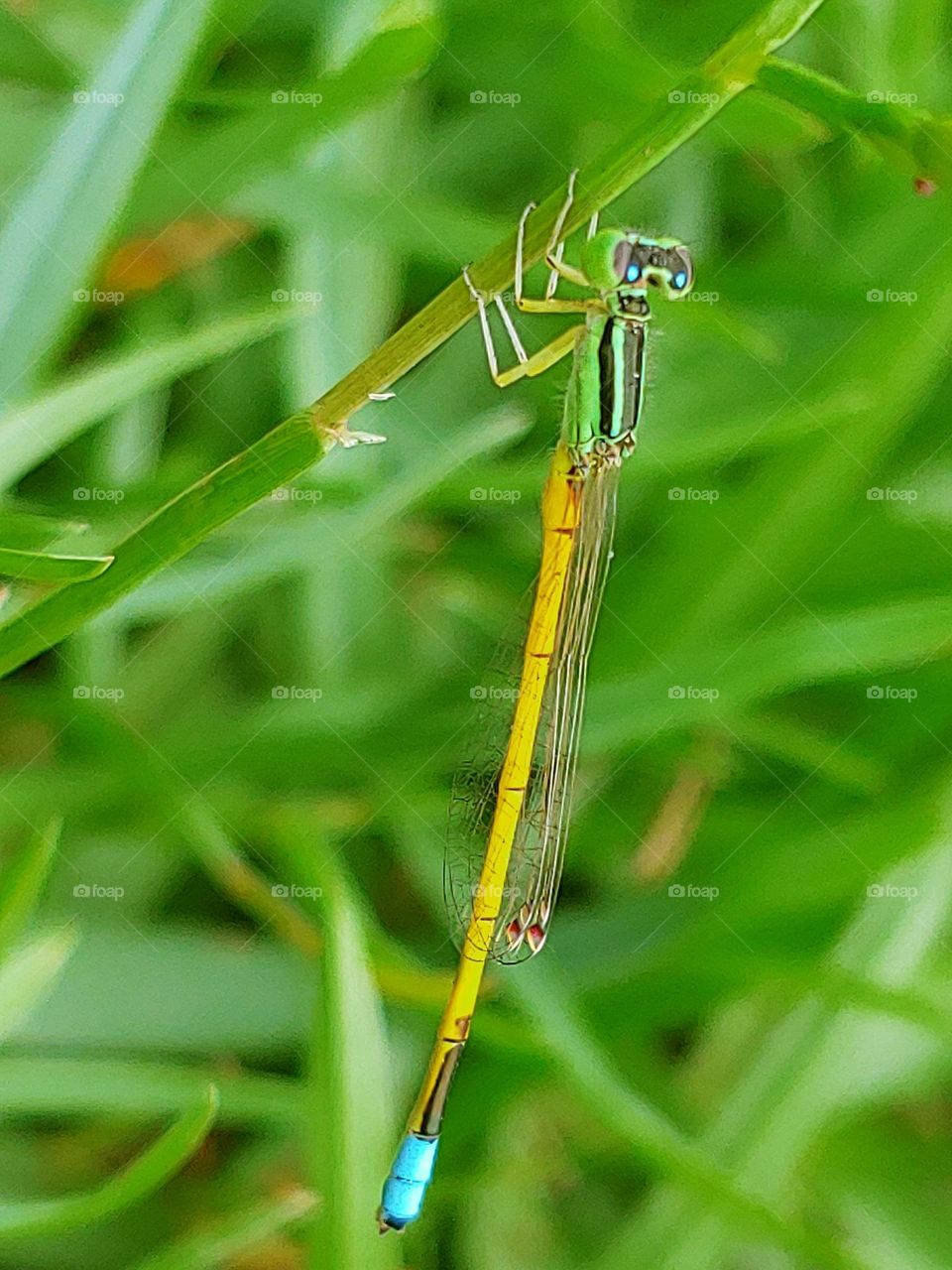 dragonfly captured