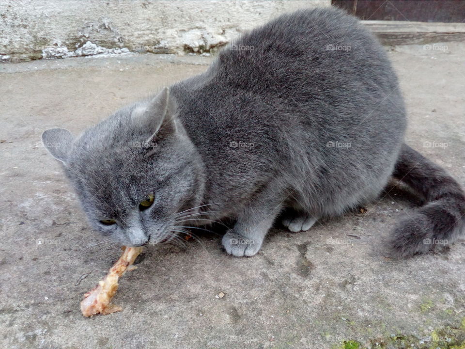 cat eats bone