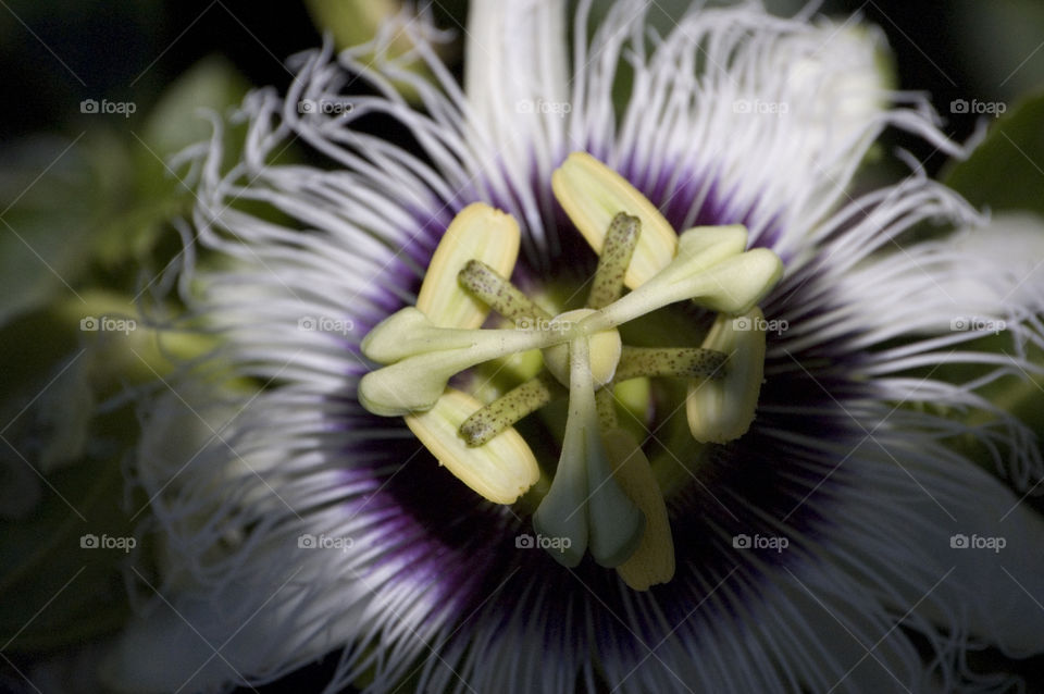 Lilikoi (passion) flower close up in Maui Hawaii