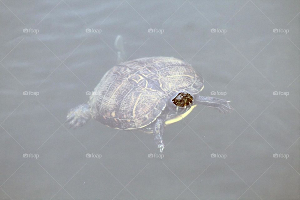 Turtle taking a break from swimming and catching their breath.