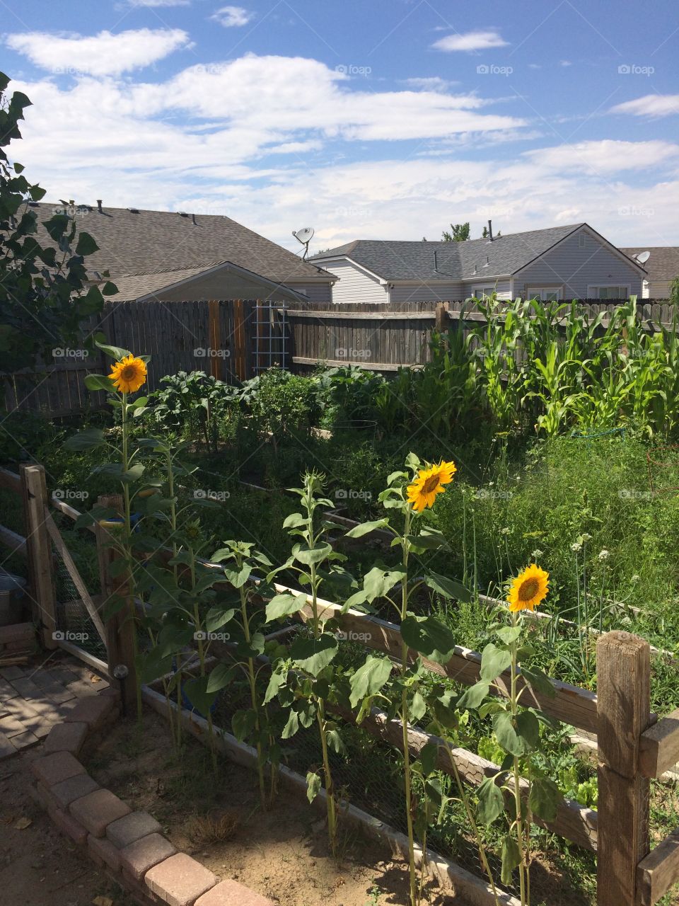 My backyard "farm" in July, 2016