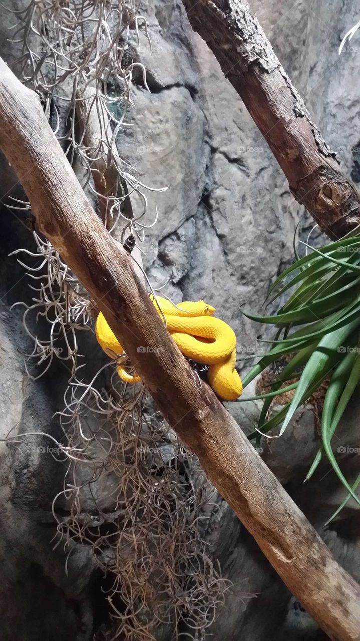 Yellow Snake
