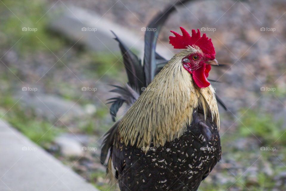 Fair Oaks Rooster. A rooster in Fair Oaks, California