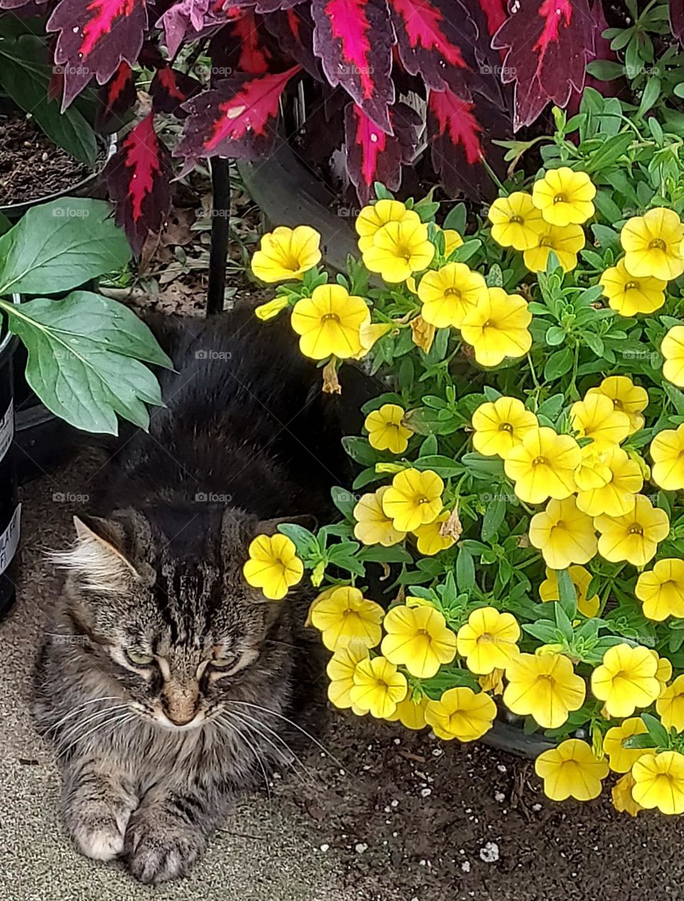 cat in flowers