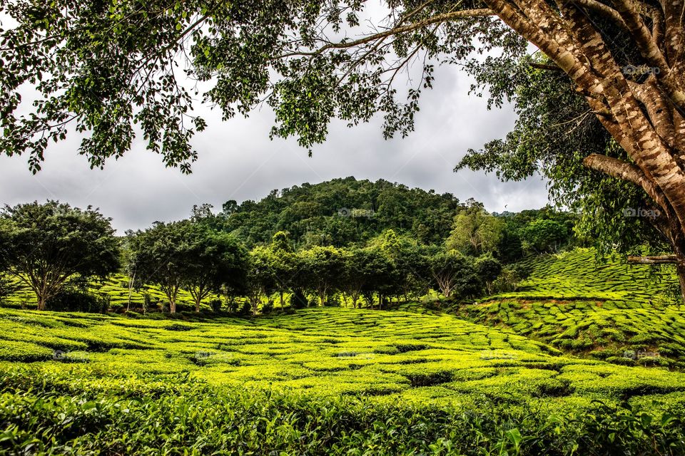 Great forests in Malaysia