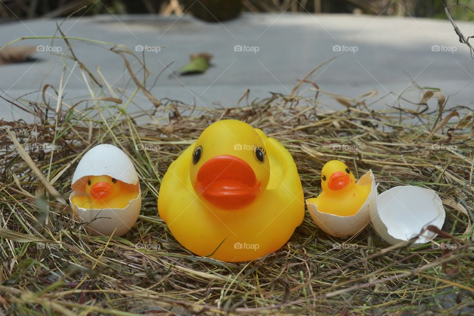 toy duck and babies