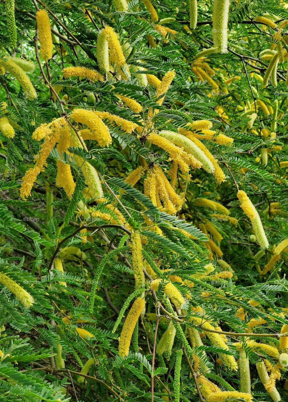 Spring on a Desert Tree