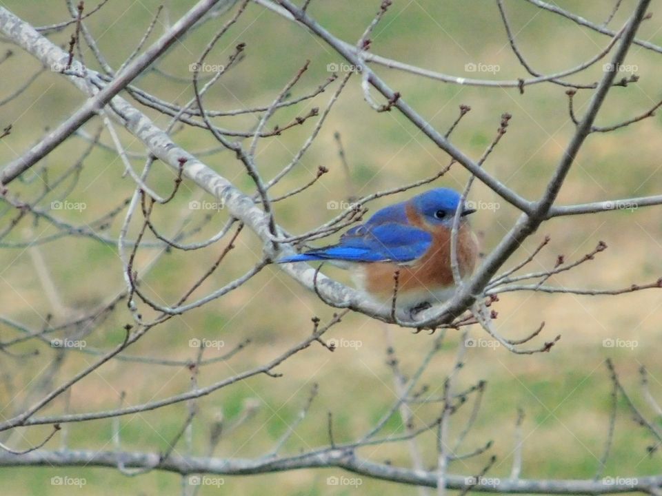 bluebird