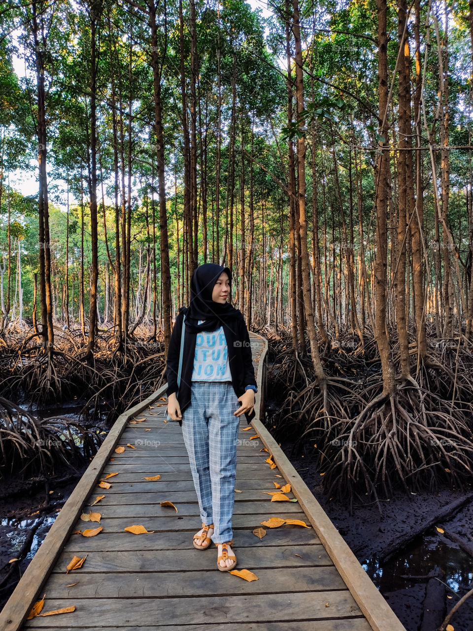 Cool and shady atmosphere in the mangrove forest