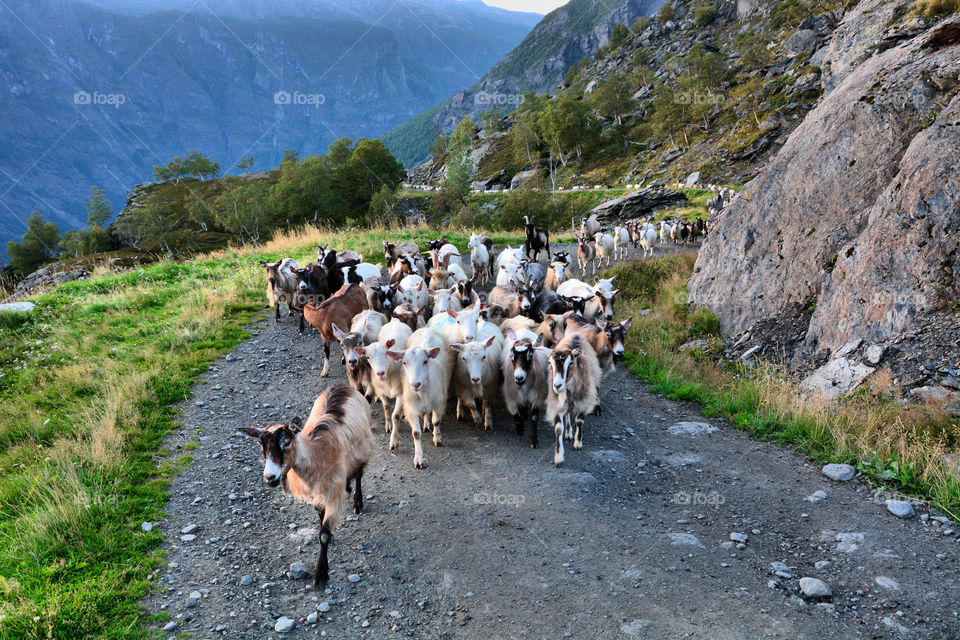 Goats walking on road