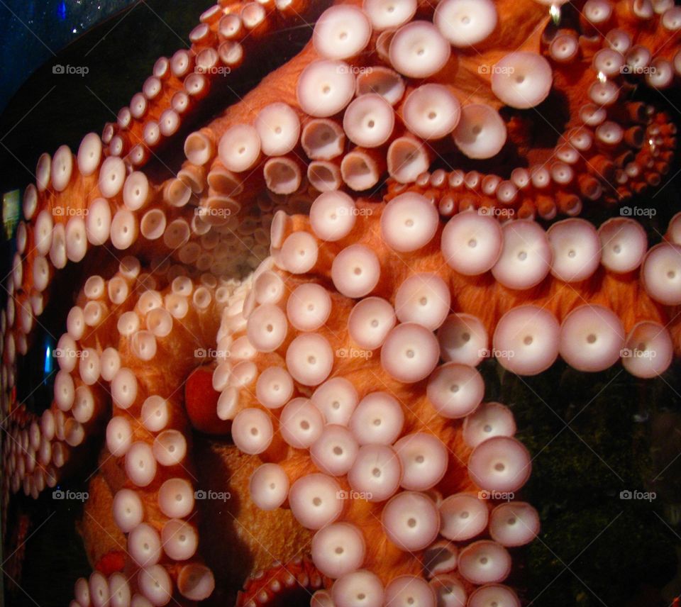 Octopus tank