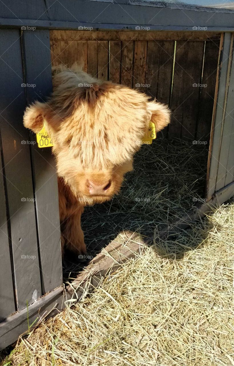Hello there! Cute little Highland calf