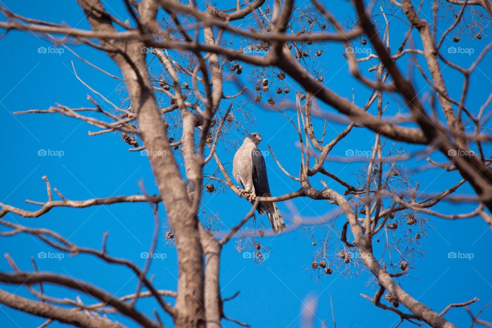 A captivating photograph of a Kite perched elegantly on the branch of a leafless tree against a vivid blue sky. The bird’s sharp gaze and sleek feathers are perfectly highlighted by the contrasting background.