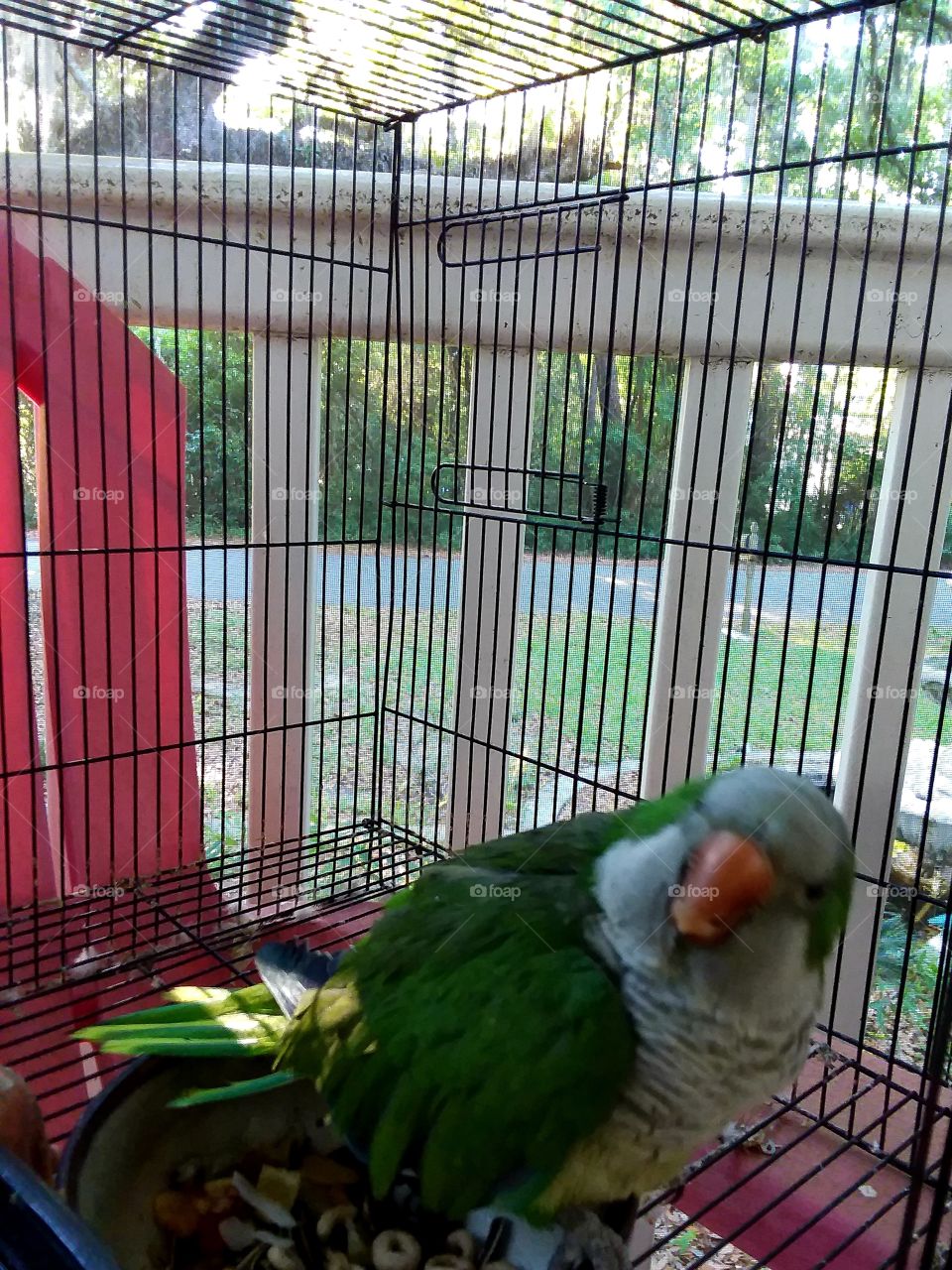 my parrot Kasey. He is a rescue and loves to laugh...and bite🤣