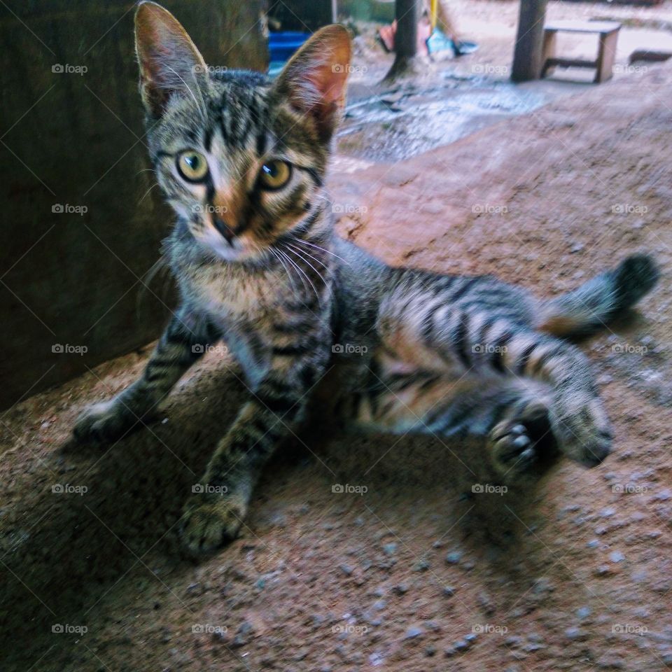 This kitten looks fierce but it's not