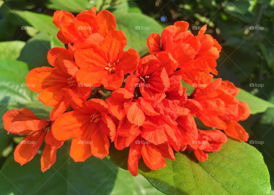 Orange flowers 