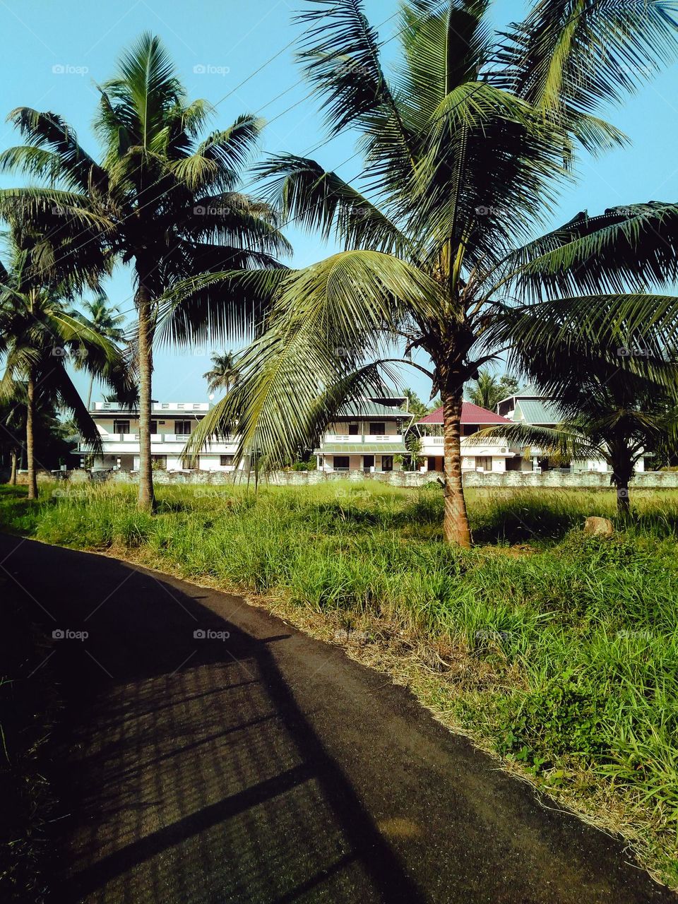 View from the road through the coconut trees to the houses