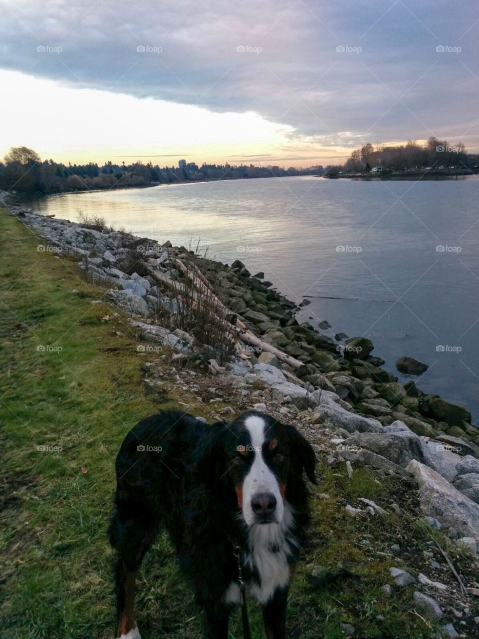 Bernese Mountain dog, Cassie, takes us on a tour along the Fraser River during the Autumn foliage at sunset in Vancouver, British Columbia.