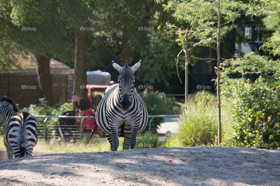 Zebra 