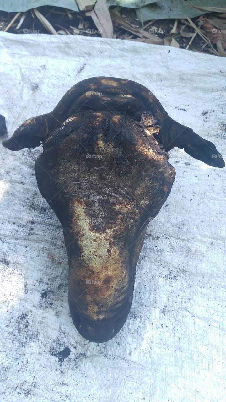 Goat's head that has been grilled to be ready to be processed for cooking