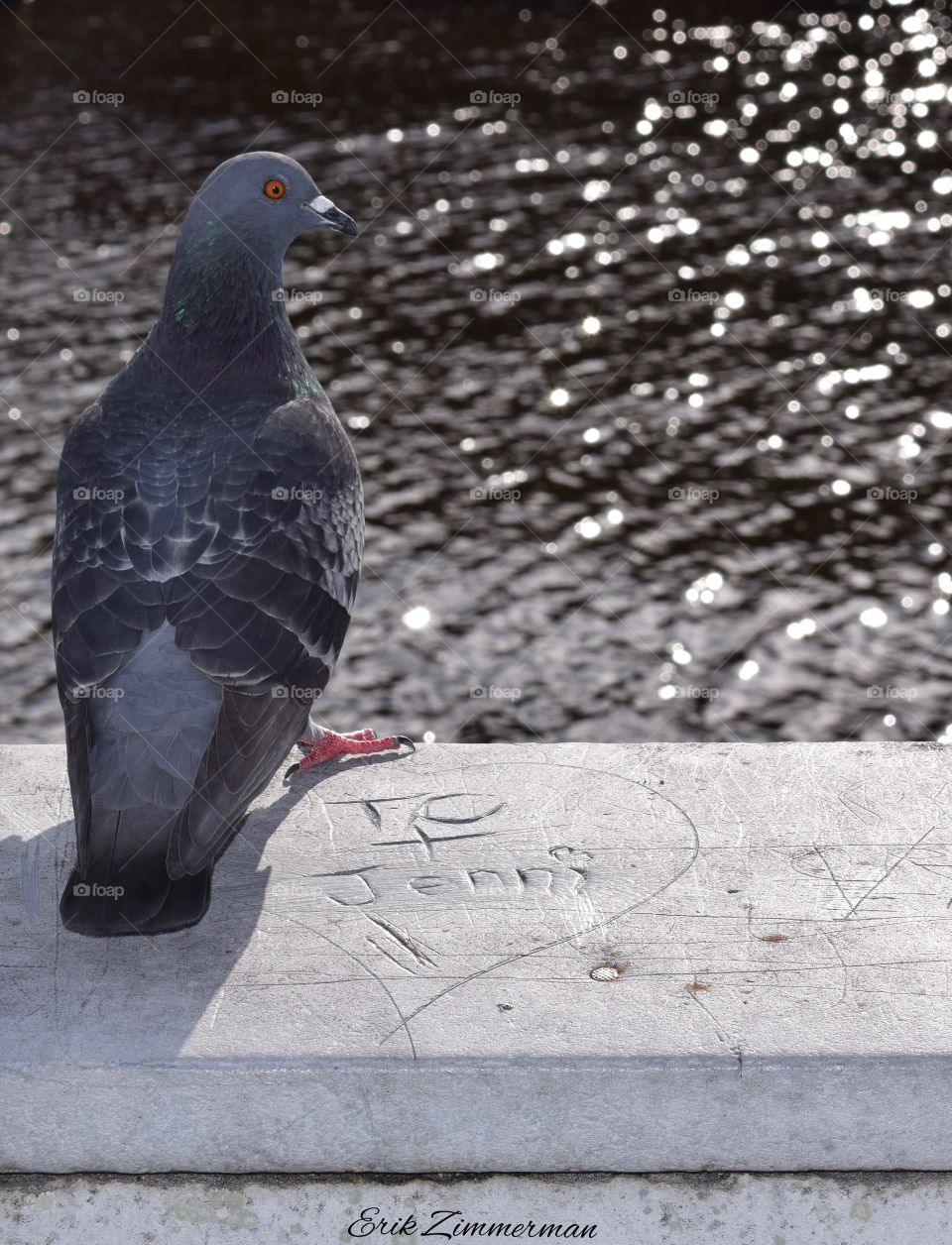 Pigeon love.