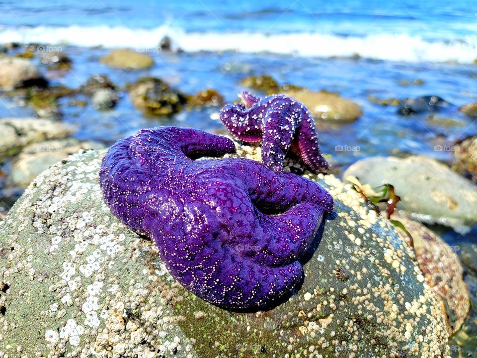 starfish on a rock