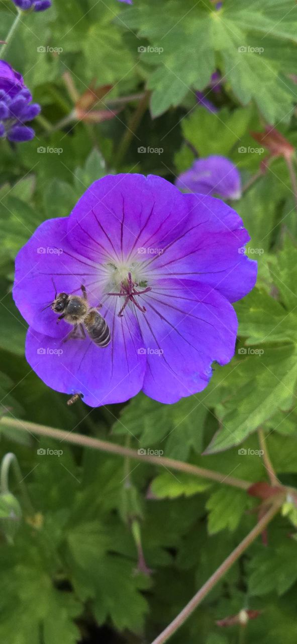 Bee