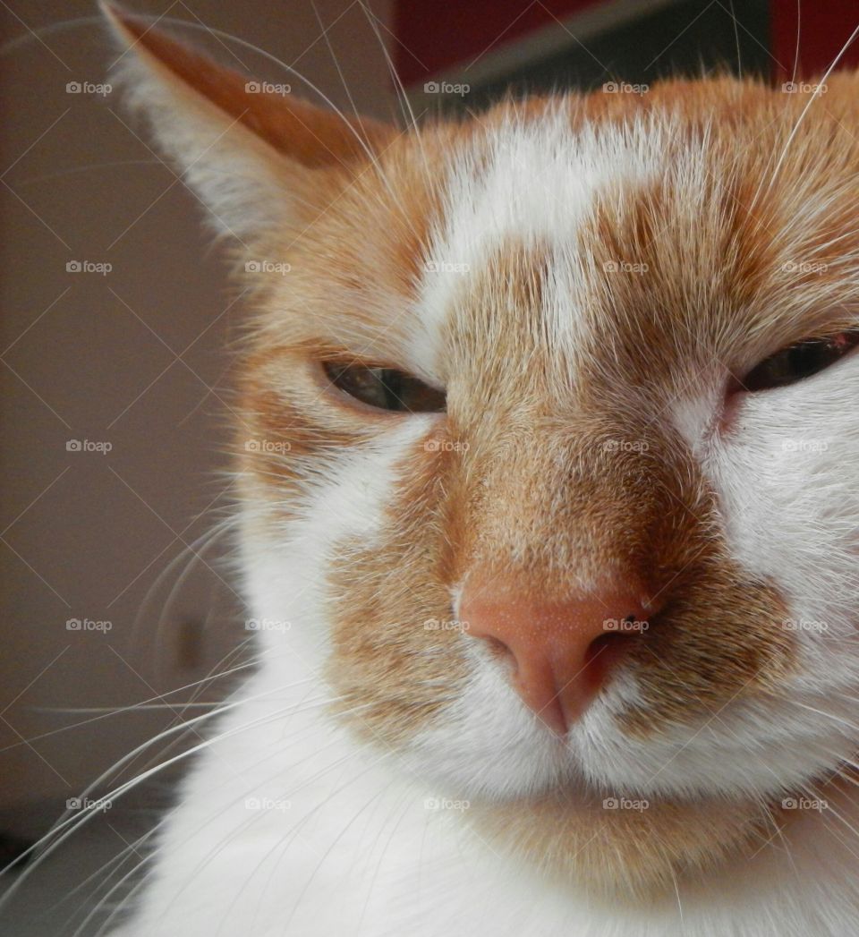 Close-up of brown cat