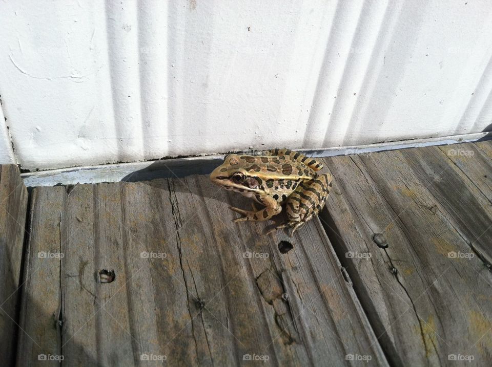 Leopard frog