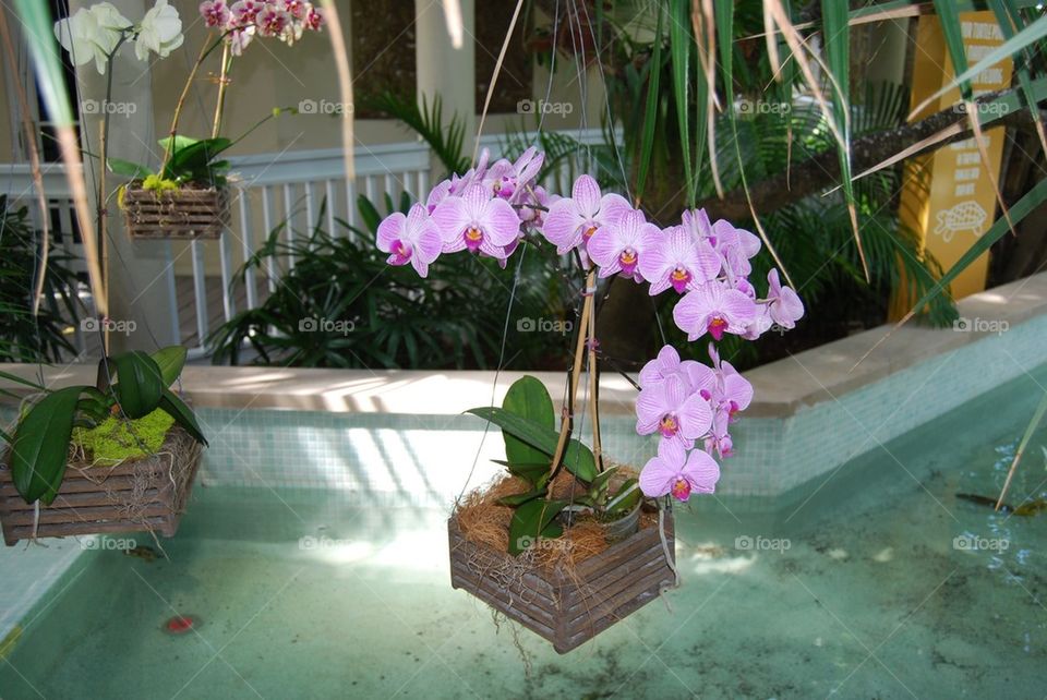 Orchid flower floating on pool