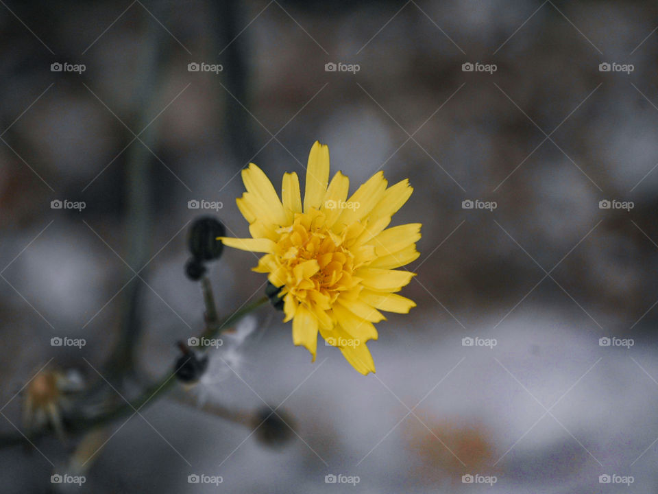 Clase-up of a yellow flower 