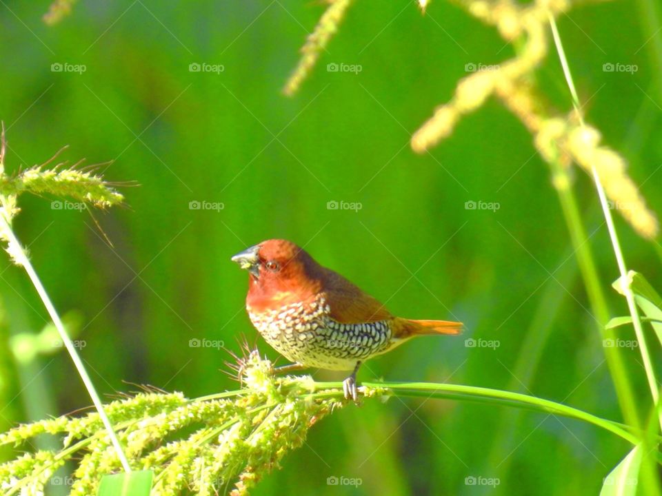 Bird- Scaly- breasted Munia