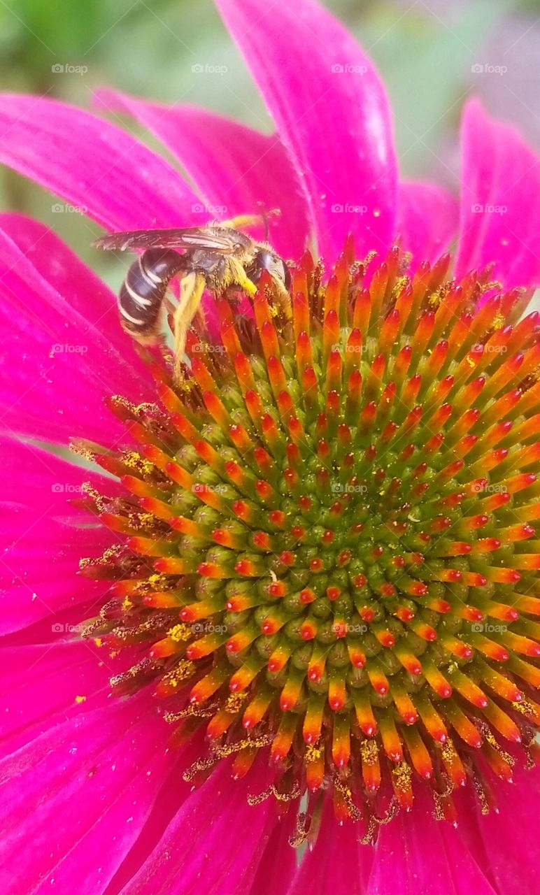 bee on flower