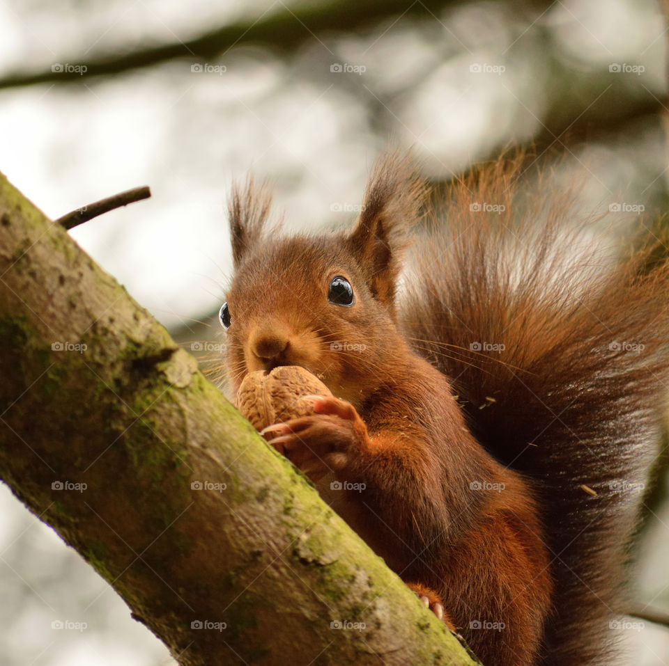 Red squirrel on a tree branch biting a nut.