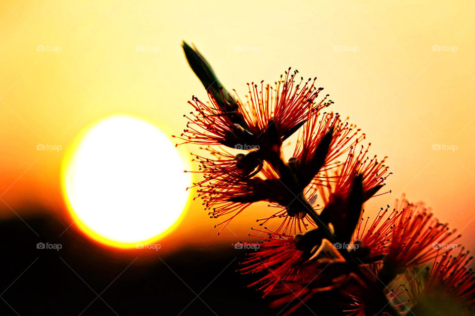 Banksia sunset 