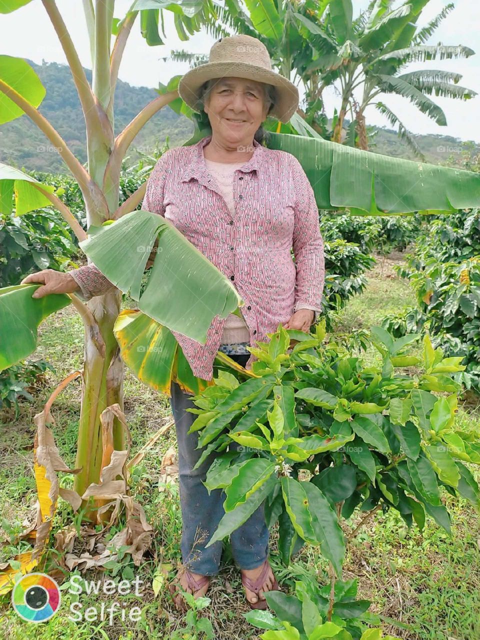 finca de cafe y platanos