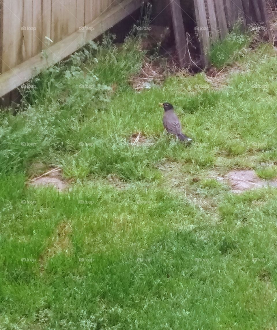 American robin in the yard