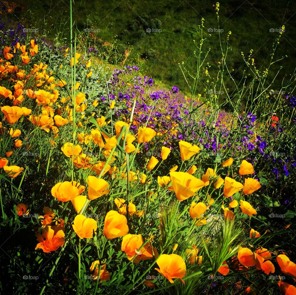 Poppies, California