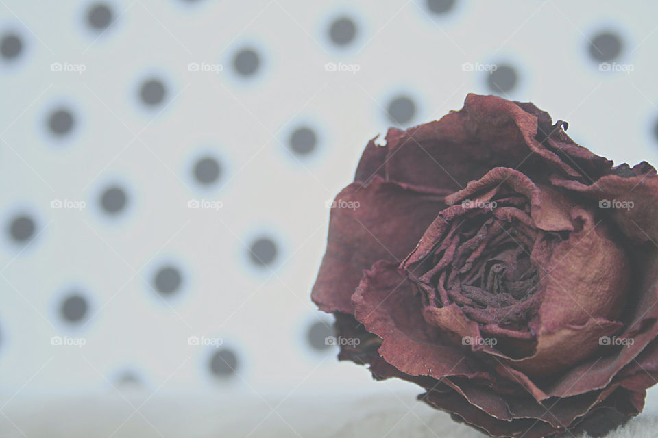Rose with dots..